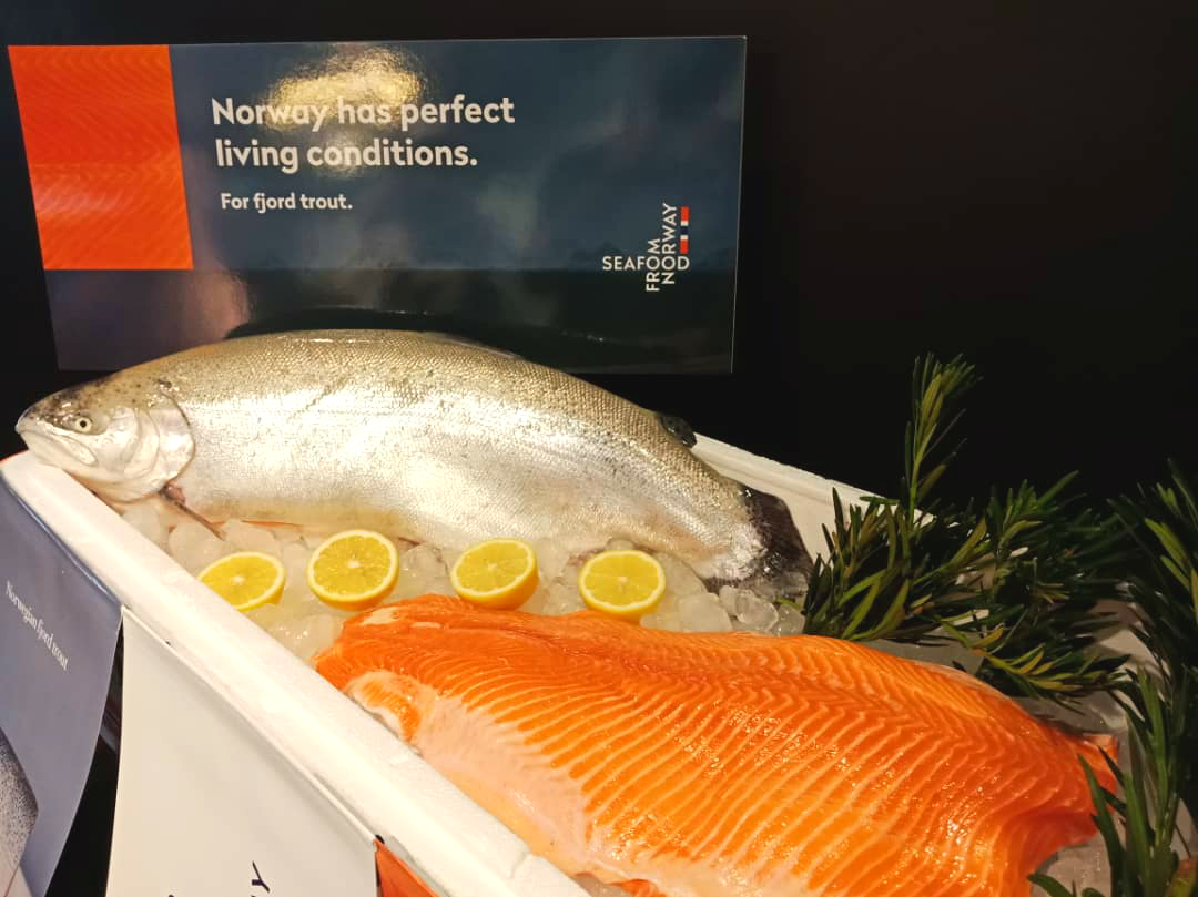 Ikan Trout Fjord Norway Segar