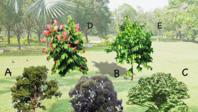 Botaneco_Kempen Semai Satu Benih