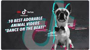 iflix TikTok Animal